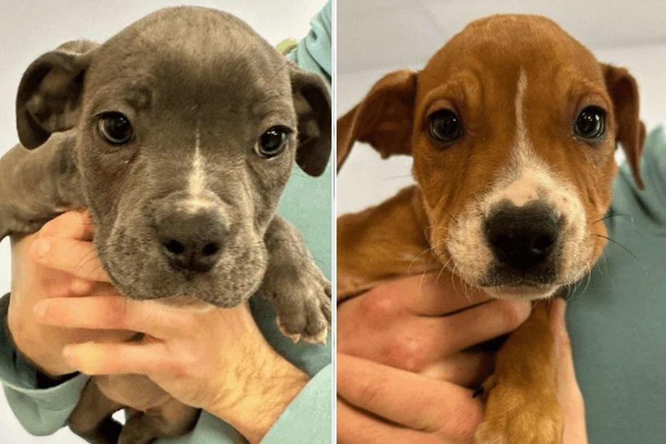 <p>South Jersey Regional Animal Shelter</p> puppies found in New Jersey