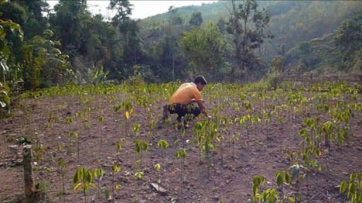 Many farmers in Laos are now turning back to the cultivation of the opium poppy after struggling to find other profitable cash crops. 