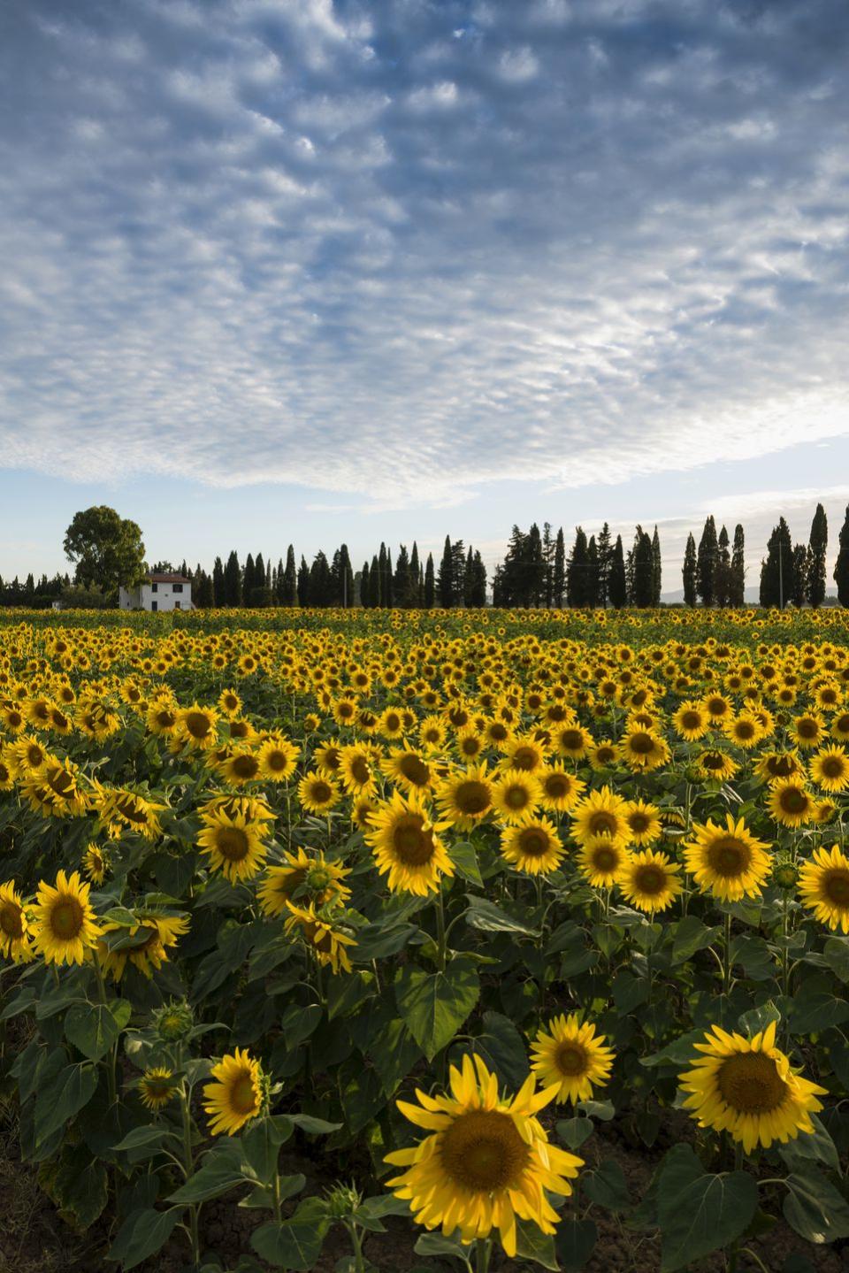 10) Visit a Sunflower Farm