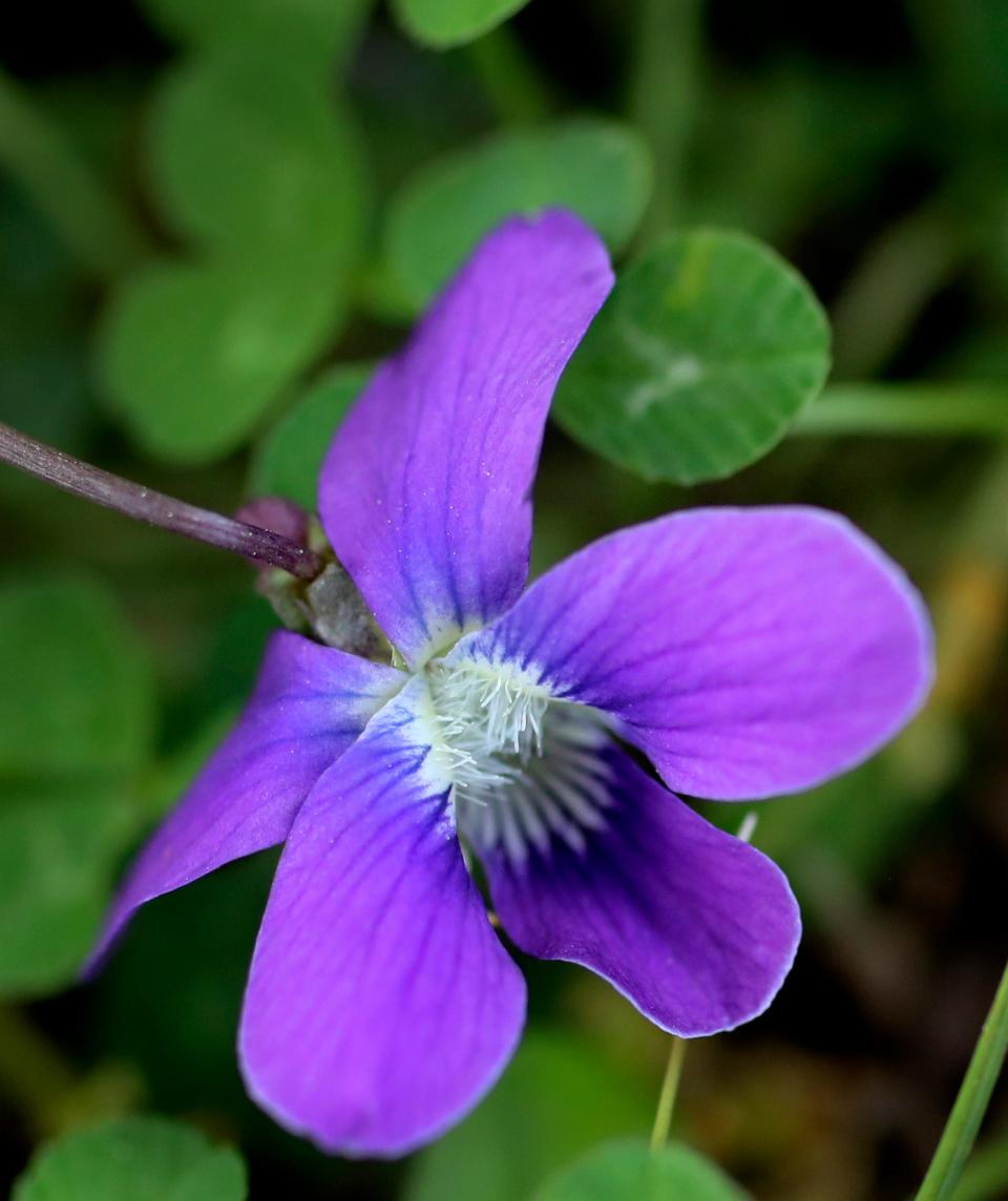 A wild common blue violet