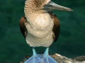 Der Blaufußtölpel trägt seinen Namen nur zum Teil mit Recht: Die Farbe der Füße stimmt, aber der Vogel ist ein geschickter Taucher. Foto: Tourismusministerium Ecuador