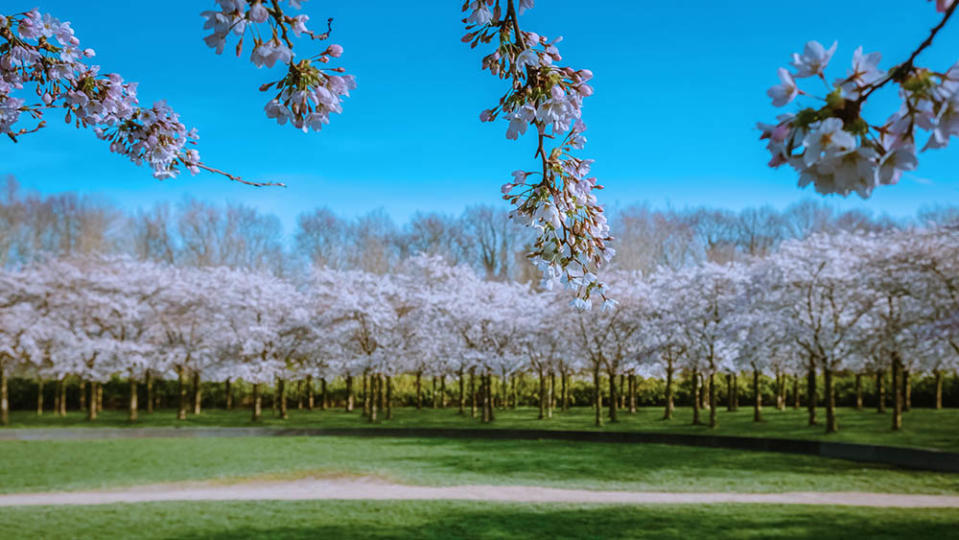 開花公園（Image Source : Getty Creative）