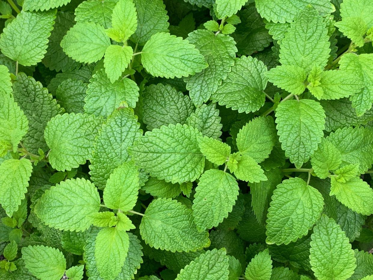 plants that repel bugs lemon balm