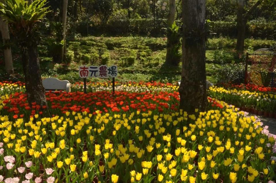 南元農場著名的鬱金香花海。翻攝南元花園農場臉書粉絲專頁