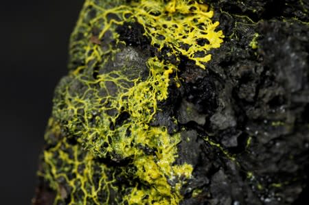 The "blob", slime mould (Physarum polycephalum), a single-celled organism forming over tree chunk, is pictured at the Paris Zoological Park during a press preview in Paris