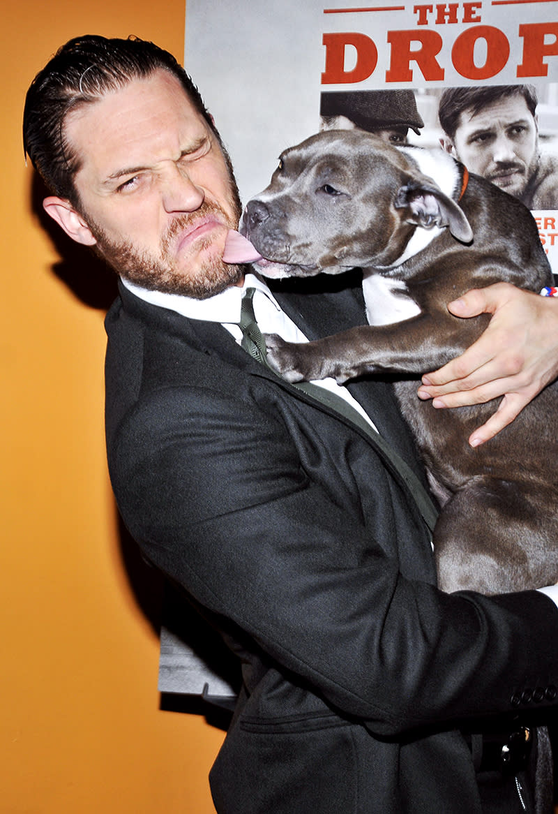 <p>At the NYC premiere of <em>The Drop</em>, Hardy was more than happy (despite the expression) to reunite with Zora, a dog who starred alongside him in the film. Zora was thrilled! (Photo: Jenny Anderson/WireImage) </p>