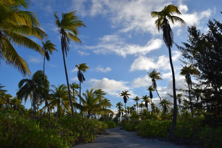 <span class="caption">Palms blow in the wind, Kiritimati.</span> <span class="attribution"><span class="source">© Becky Alexis-Martin</span>, <span class="license">Author provided</span></span>
