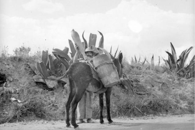 5 beneficios de tomar Pulque, bebida mexicana milenaria