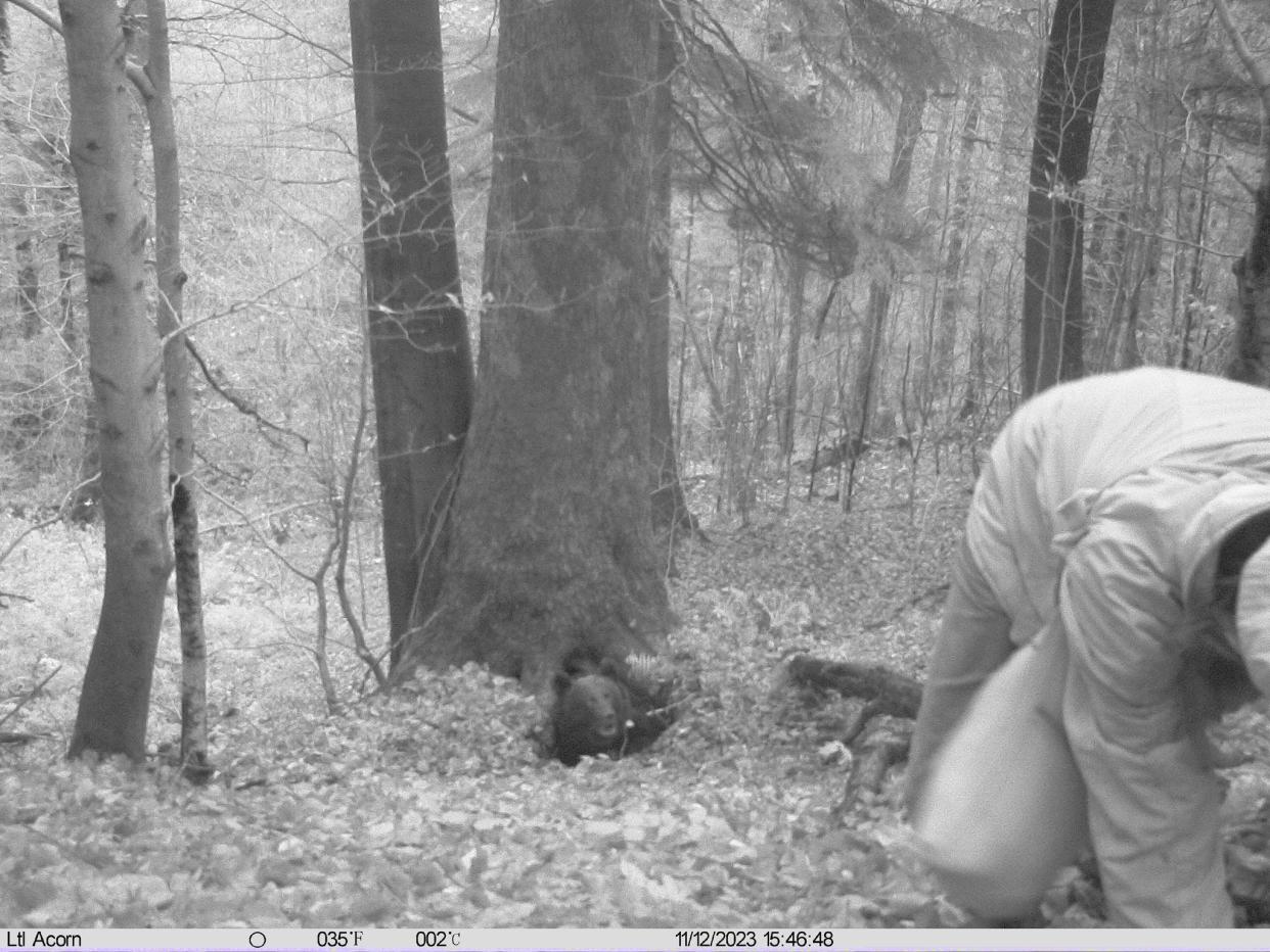 A bear before attacking an eco-activist in Poland.
