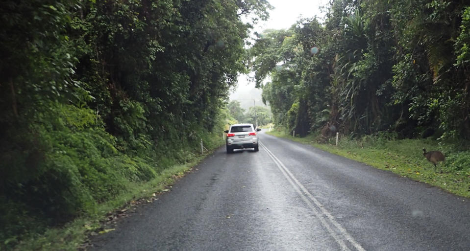 A cassowary seen standing by a road in Queensland.