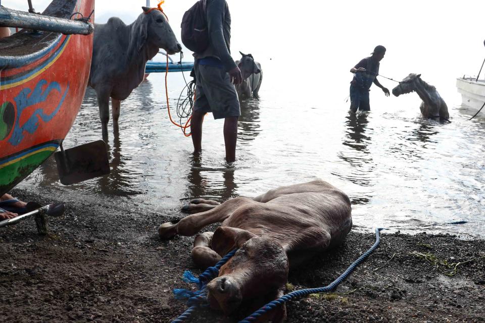 A weakened cow lies by the shore after being rescued from the foot of Taal Volcano Island in Batangas province, south of Manila on January 14, 2020. (Photo: George Calvelo/NurPhoto via Getty Images)