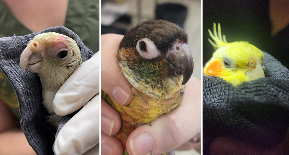 Three images of sick birds with likely infection at The Wild Vet.