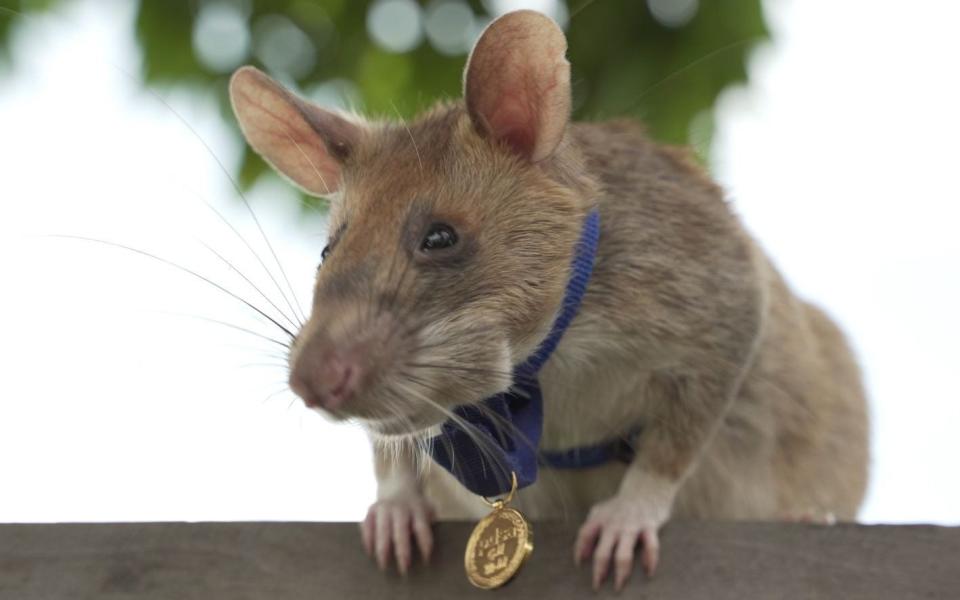Landmine detecting rat 'Magawa' awarded with a gold medal after detecting explosive devices - Shutterstock