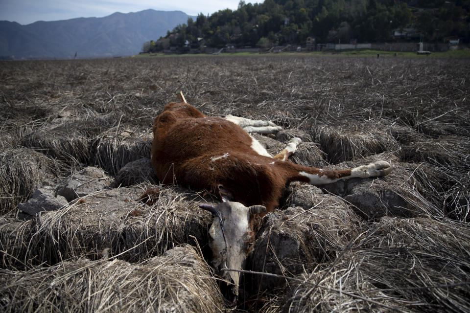 The carcass of a cow lies in the on the floor lake bed of the Aculeo Lagoon, in Paine, Chile, Friday, Aug. 23, 2019. Despite having one of the largest fresh water reserves in the world Chilean authorities declared an agricultural emergency this week as rural areas in the province of Santiago suffer the effects of the worst drought that has hit the area in decades. (AP Photo/Esteban Felix)