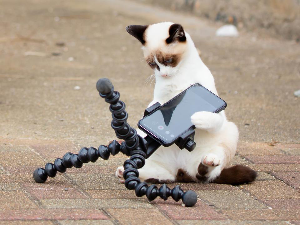 A cat examines a phone on a tripod.