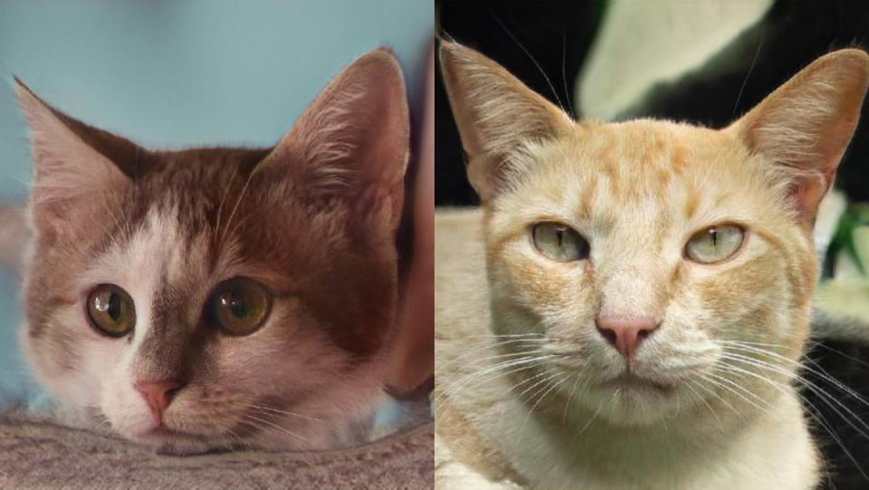 A split-screen image of two AI-generated cats from the website This Cat Does Not Exist.