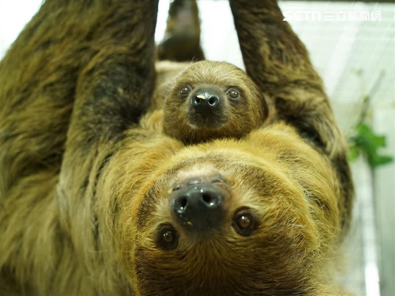 二趾樹獺媽媽「樹葉」和寶寶「葉夏」。（圖／北市動物園提供）