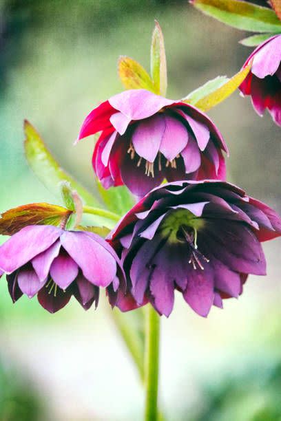 gorgeous display of spring blooms old fashioned lenten roses or hellebores