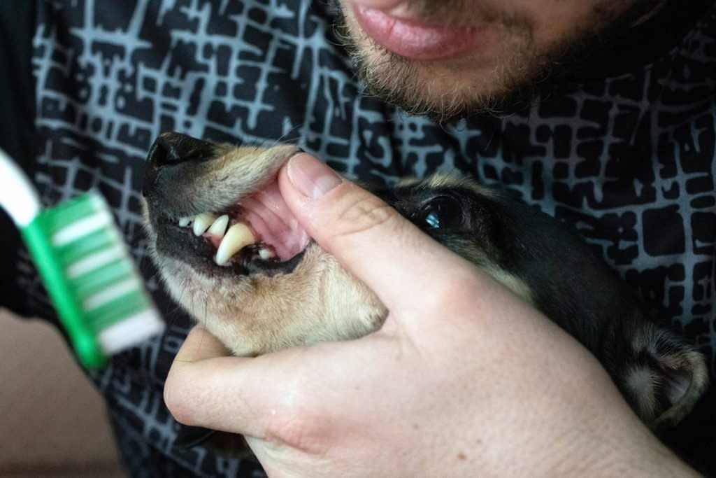 A man brushes a dog's teeth. 