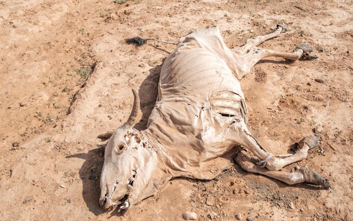 The carcass of a dead cow lies on the ground in the village of Hargududo, 80 kilometers from the city of Gode, Ethiopia