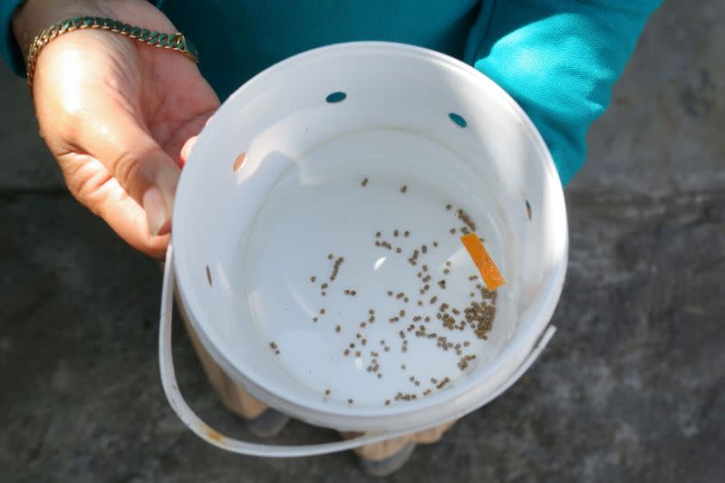 A volunteer of the World Mosquitoes Program (WMP) shows the Wolbachia mosquito eggs and its foods in a hatchery bucket in Yogyakarta