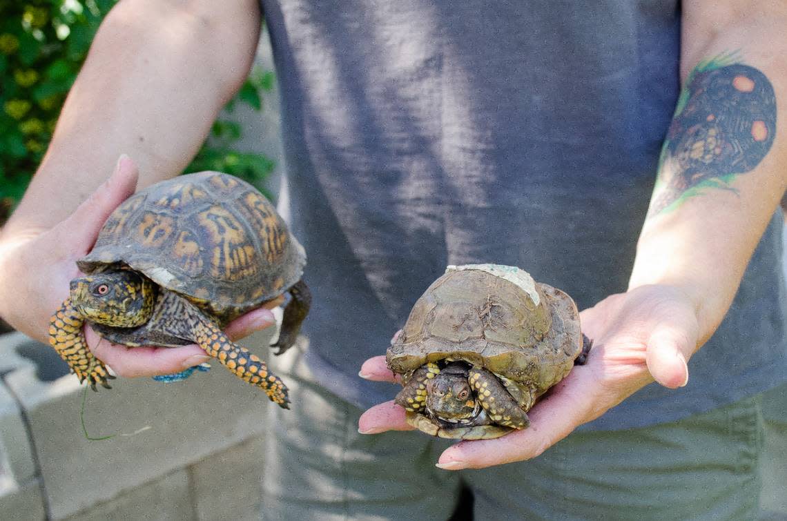 Northwest Tortoise nonprofit sanctuary and rescue founder Terese Meyer holds up Marina, left, and Nubs, to show the impact metabolic bone disease and malnutrition can have on an eastern box turtle. Both turtles are the same age, though Nubs is smaller.