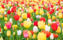 <p>Whether you need some new ideas for your <a href="https://www.housebeautiful.com/lifestyle/gardening/g30614606/early-spring-flowers/" rel="nofollow noopener" target="_blank" data-ylk="slk:garden;elm:context_link;itc:0;sec:content-canvas" class="link ">garden</a>, want to change your wallpaper to an image of <a href="https://www.housebeautiful.com/about/a31209101/ranunculus-farm-california/" rel="nofollow noopener" target="_blank" data-ylk="slk:flowers;elm:context_link;itc:0;sec:content-canvas" class="link ">flowers</a>, or you just want to look at pictures of pretty <a href="https://www.housebeautiful.com/about/a31209101/ranunculus-farm-california/" rel="nofollow noopener" target="_blank" data-ylk="slk:blooms;elm:context_link;itc:0;sec:content-canvas" class="link ">blooms</a>, we’ve rounded up tons of images of stunning flowers that brighten any <a href="https://www.housebeautiful.com/lifestyle/gardening/g2456/landscaping-ideas/" rel="nofollow noopener" target="_blank" data-ylk="slk:landscape;elm:context_link;itc:0;sec:content-canvas" class="link ">landscape</a>. These pictures of flowers are so pretty that you might even be inspired to draw your own. And if you’re looking to refresh your <a href="https://www.housebeautiful.com/lifestyle/gardening/g28467916/how-to-attract-birds-birdscaping-garden/" rel="nofollow noopener" target="_blank" data-ylk="slk:yard;elm:context_link;itc:0;sec:content-canvas" class="link ">yard</a>, consider planting these colorful species of flowers. We’ve also included when each flower typically blooms, so once you’ve figured out which types of flowers would look best in your garden, you’ll know when the plants will thrive.If you want to learn more about different types of flowers, we’ve got you covered. </p><p>We’ve included a wide variety of various blooms—common types of flowers and maybe some species of flowers you’ve never heard of. Along with the names and pictures of the flowers, you’ll find interesting details about the beautiful blooms (Did you know adding myrtle in a bridal <a href="https://www.housebeautiful.com/entertaining/flower-arrangements/a27583792/trader-joes-flower-arrangement-tutorial-video/" rel="nofollow noopener" target="_blank" data-ylk="slk:bouquet;elm:context_link;itc:0;sec:content-canvas" class="link ">bouquet</a> is a <a href="https://www.housebeautiful.com/about/a31097705/buckingham-palace-renovations/" rel="nofollow noopener" target="_blank" data-ylk="slk:royal;elm:context_link;itc:0;sec:content-canvas" class="link ">royal</a> tradition?) From <a href="https://www.housebeautiful.com/lifestyle/gardening/a28410293/tulips/" rel="nofollow noopener" target="_blank" data-ylk="slk:tulips;elm:context_link;itc:0;sec:content-canvas" class="link ">tulips</a> to <a href="https://www.housebeautiful.com/lifestyle/a28751671/sunflower-super-bloom-north-dakota/" rel="nofollow noopener" target="_blank" data-ylk="slk:sunflowers;elm:context_link;itc:0;sec:content-canvas" class="link ">sunflowers</a> to <a href="https://www.housebeautiful.com/home-remodeling/diy-projects/a30565461/how-to-make-paper-roses/" rel="nofollow noopener" target="_blank" data-ylk="slk:roses;elm:context_link;itc:0;sec:content-canvas" class="link ">roses</a>, these beautiful flowers are sure to inspire your inner green thumb. So get your <a href="https://www.housebeautiful.com/lifestyle/gardening/a29873322/spiral-hole-drill-planter-gardening-tool/" rel="nofollow noopener" target="_blank" data-ylk="slk:gardening tools;elm:context_link;itc:0;sec:content-canvas" class="link ">gardening tools</a> ready, and browse through images of our favorite flowers. </p>