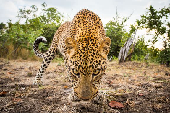 BeetleCam-eye view of a leopard.