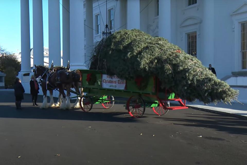 White House Christmas Tree