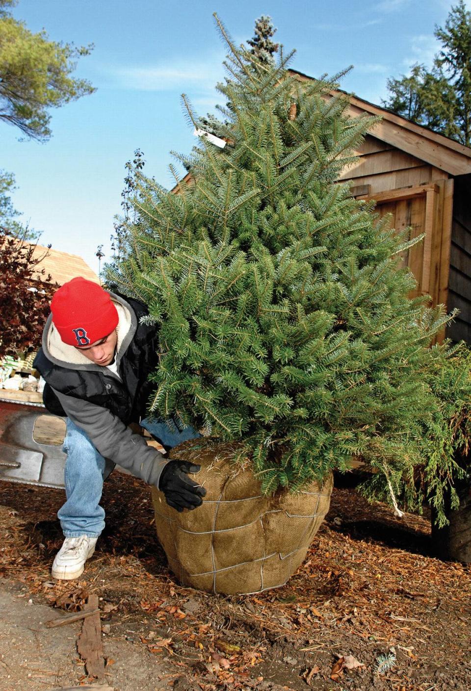 Keeping your live Christmas tree moist is essential while it’s inside your home.