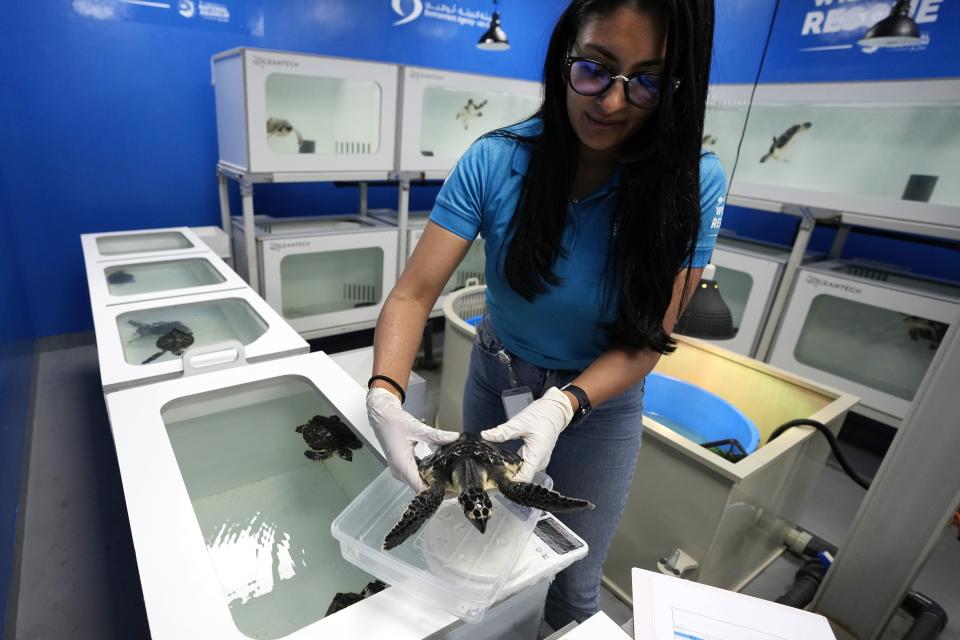 Anne Valentina, Education & Conservation manager, weighs a sea turtle at the Marine Rehabilitation center of the Abu Dhabi National Aquarium in Abu Dhabi, United Arab Emirates, Tuesday, June 13, 2023. Turtles that wash ashore in Abu Dhabi are rescued, rehabilitated and then released back into the ocean. (AP Photo/Kamran Jebreili)