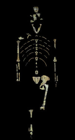 Lucy, a 3.18 million year old fossil specimen of Australopithecus afarensis is shown in this image from the University of Texas at Austin, U.S. for release on November, 30, 2016. Courtesy John Kappelman/The University of Texas at Austin/Handout via REUTERS