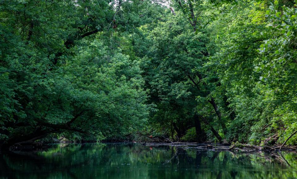 The tree canopy overhangs Beargrass Creek, providing shade and habitat for animals. A new $121 million proposal signed by the U.S. Army Corps of Engineers would go toward restoring the natural habitat of Beargrass Creek. June 20, 2022