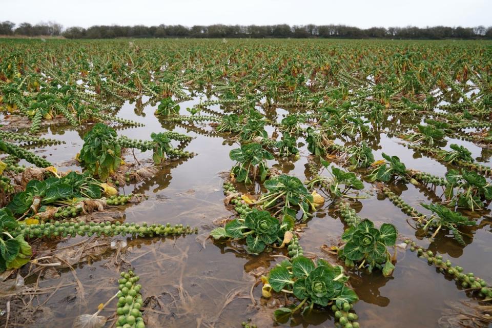 A flooded field of brussels sprouts at TH Clements and Son Ltd near Boston, Lincolnshire (Joe Gidden/PA Wire)