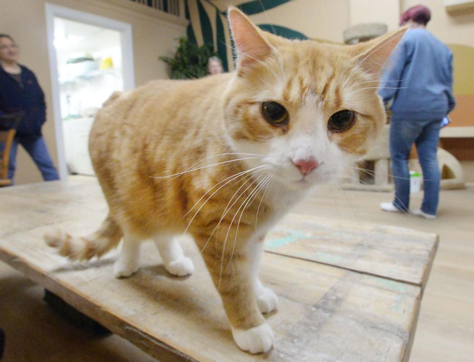 Two-year-old Claus roams the Purrista Cat Cafe on Thursday. Claus and eight other cats will stay at the cafe with the hope of being adopted in collaboration with animal-rescue group Because You Care.