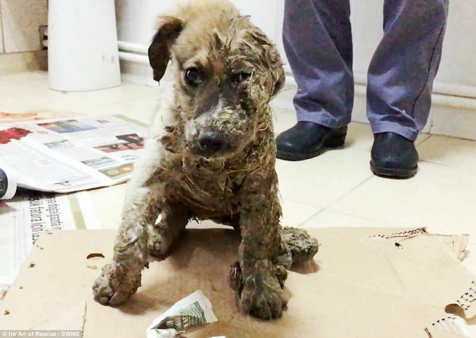 Pascal was left for dead by a group of children after they dragged him through the mud, covered in industrial glue. Source: Facebook