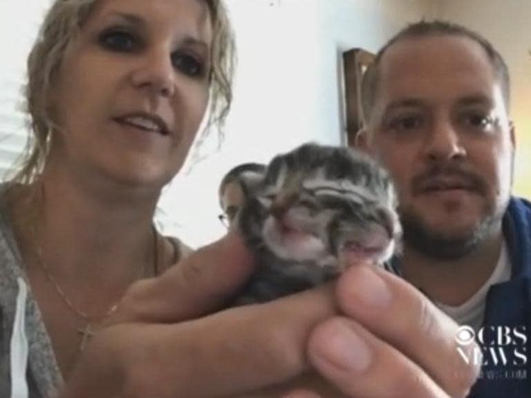 A kitten with two faces, named Biscuits and Gravy, was born in Oregon: CBS News