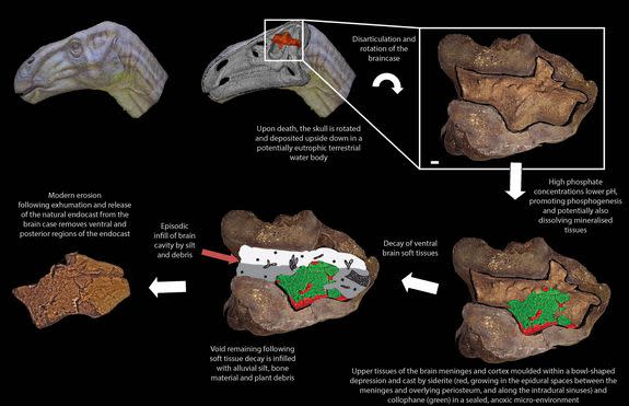 A time sequence outlining the inferred taphonomic history of the iguanodontian natural endocast from Bexhill, England. Scale bar = 10 mm.