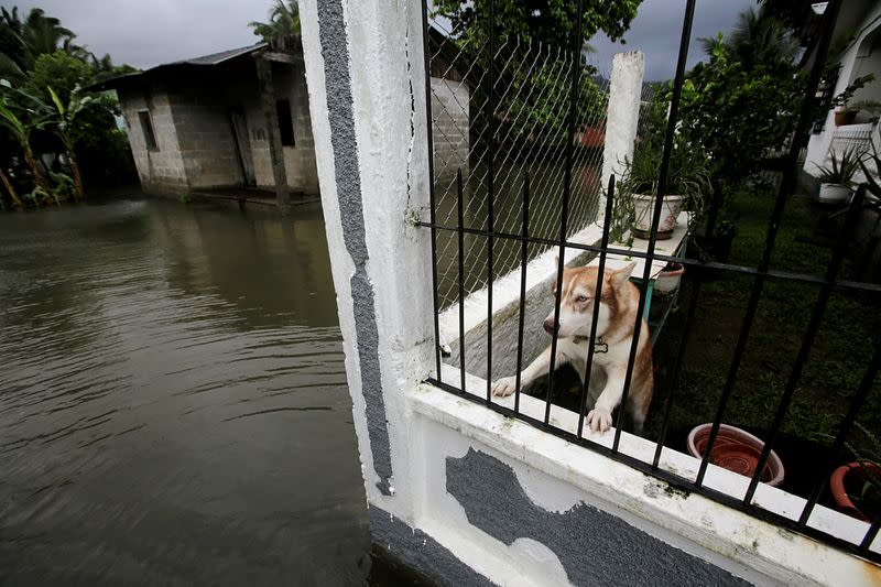 FILE PHOTO: A dog is pictured inside a house at a neighborhood affected by floods as Hurricane Eta approaches, in Tela