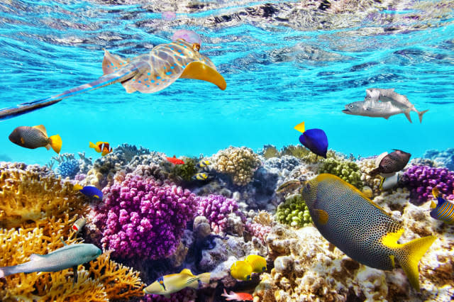 Underwater world with corals and tropical fish.