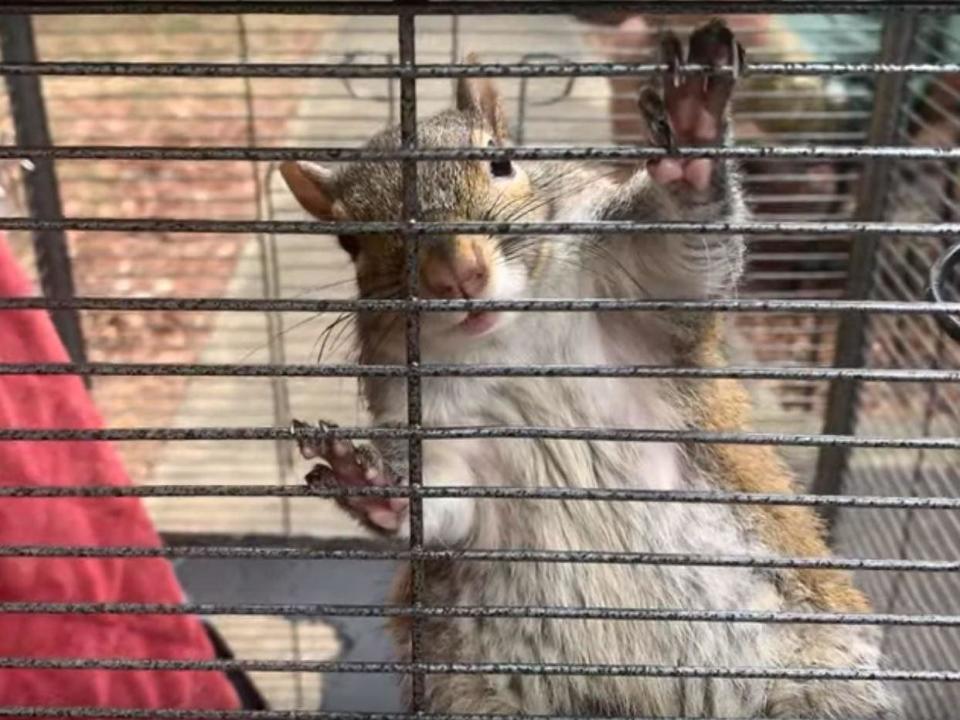 A man kept a caged “attack squirrel” in his apartment and fed it methamphetamine to make it more aggressive, according to police in Alabama.Detectives are looking for the squirrel’s 35-year-old captor Mickey Paulk, who is wanted on multiple charges including possession of a controlled substance.Police were informed about the squirrel shortly before executing a search warrant of Mr Paulk’s home in Athens on Monday. The animal is said to have been fed the drug, known as meth or crystal meth, to make it more likely to attack.Police discovered meth, drug paraphernalia, body armour, ammunition during the search. They also found the squirrel, which officials from the state’s Department of Conservation recommended releasing back into the wild.The rodent was then set free by police. Stephen Young, a spokesman for the Limestone County Sherriff’s Office, said there had been no way to safely test the squirrel for meth before its release.Mr Paulk is now wanted by investigators for possession of a controlled substance, possession of drug paraphernalia and firearms possession, said Mr Young.Another man was arrested by police in relation to the raid on the Athens home, according to local news channel WAAY-TV 31.Ronnie Reynolds, 37, was charged with possession of a controlled substance, possession of drug paraphernalia, and loitering at a known drug house. He was released from jail on a $4,000 (£3,200) bond.Additional reporting by AP