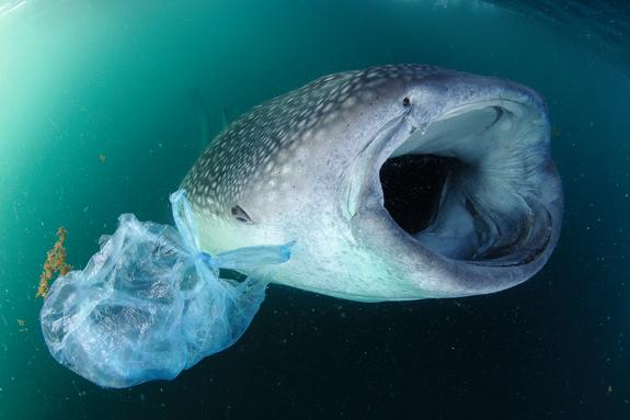 Pollution is a threat to marine life. As filter feeders, whale sharks are prone to gobble up plastic during their feeding sweeps.