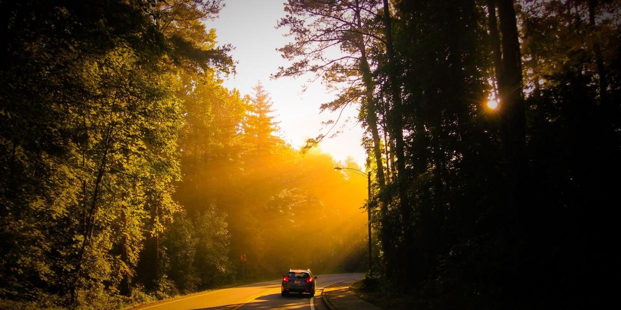 car on street amidst forest during sunny day