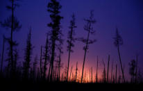 Trees are lit by a flame in the Yarakta Oil Field, owned by Irkutsk Oil Company (INK), in Irkutsk Region, Russia March 11, 2019. REUTERS/Vasily Fedosenko