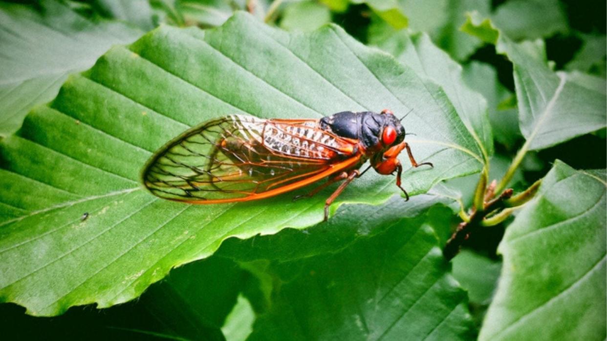 Cicadas can grow up to 2 inches long.