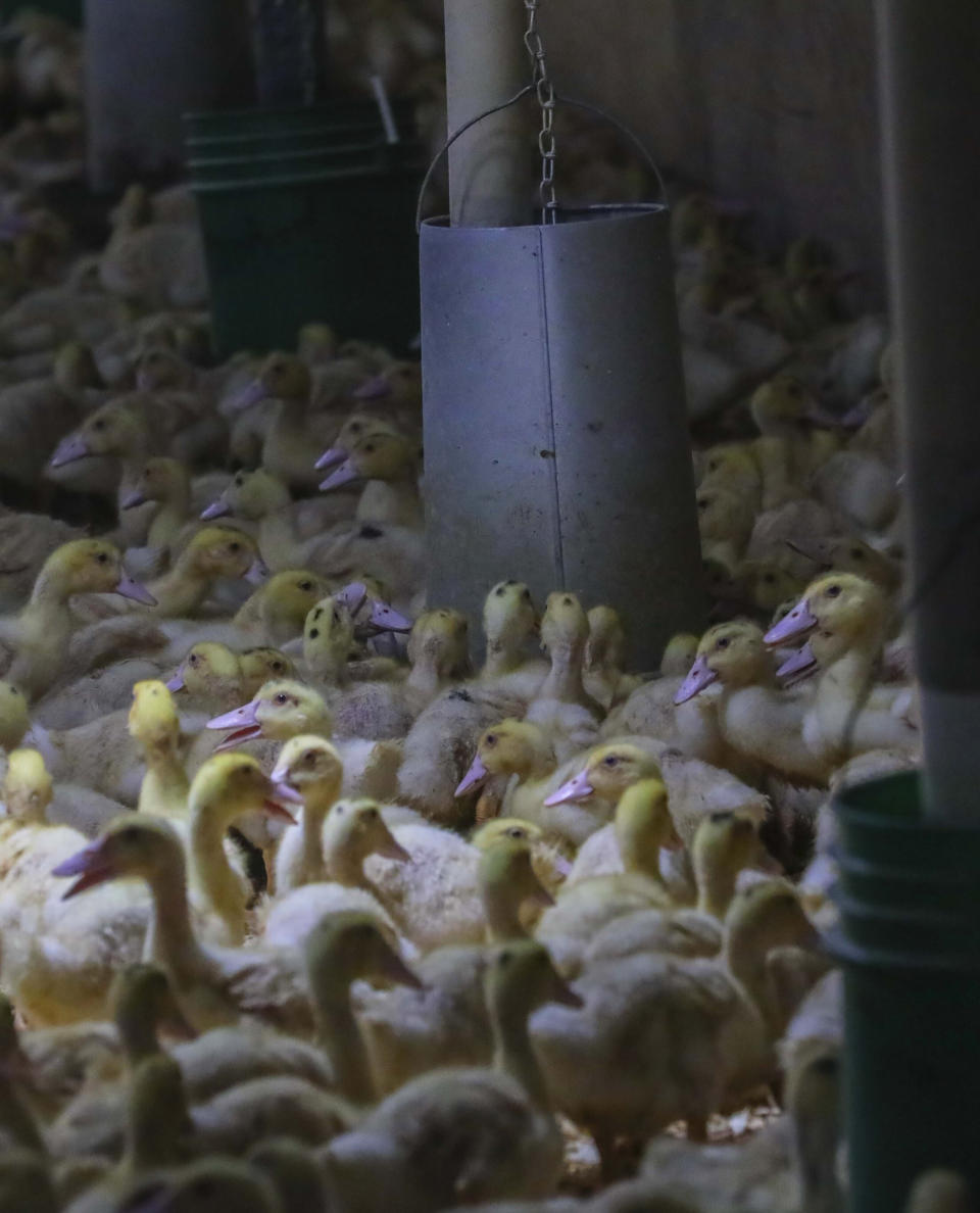 FILE - In this July 18, 2019 file photo, 8-week-old Moulard ducks feed freely in a cage-free barn at Hudson Valley Foie Gras duck farm in Ferndale, N.Y. The sale of foie gras in New York City is about to be a faux pas. City council members on Wednesday, Oct. 30, are expected to pass a bill that bans the sale of fattened liver of a duck at restaurants, grocery stores or shops. (AP Photo/Bebeto Matthews, File)
