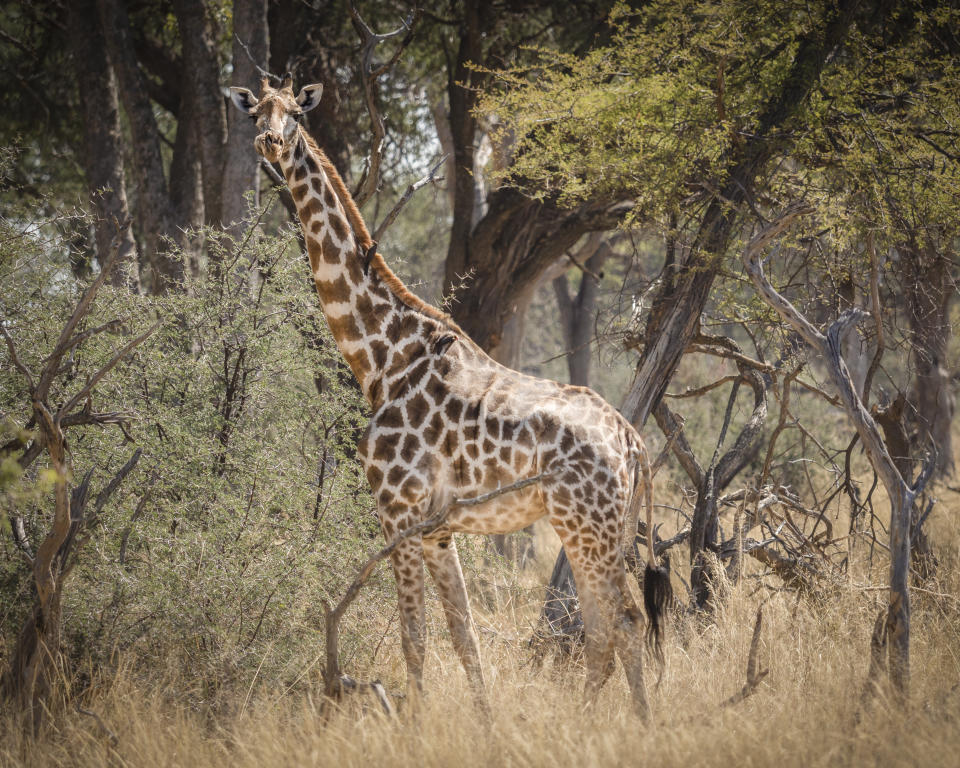 Wild giraffe photographed on safari in Africa