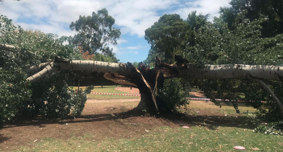 Twelve people were sitting under this tree at Tusmore Park, when it split in two and a branch fell on top of them. Source: 7 News