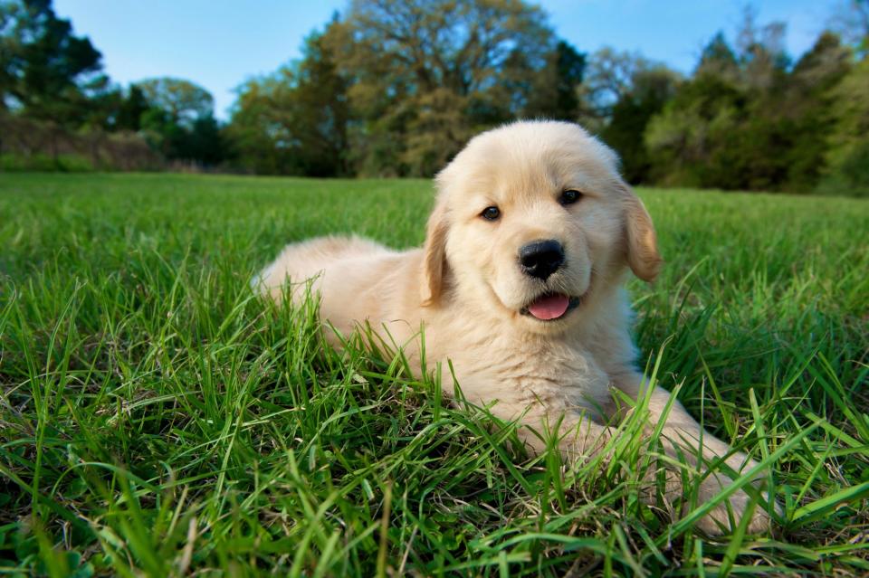 Golden Retriever