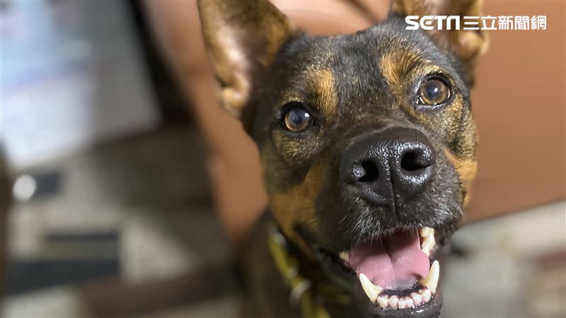 鄰居愛犬太吵，屋主無奈告上法院。（示意圖／記者陳弘逸攝影）